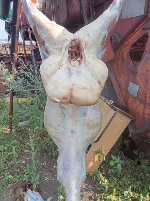 Продам баранину , тушками . Живьем