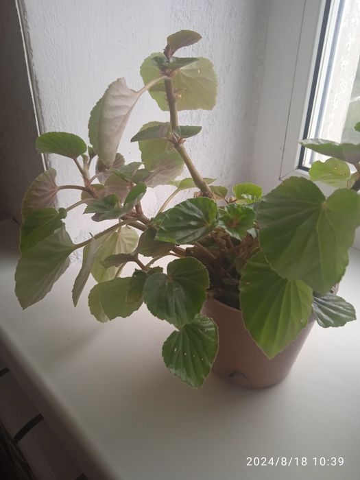 Аглаша продам цена от 2500тг