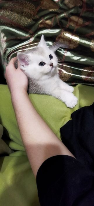 Серебряная шиншилла котенок