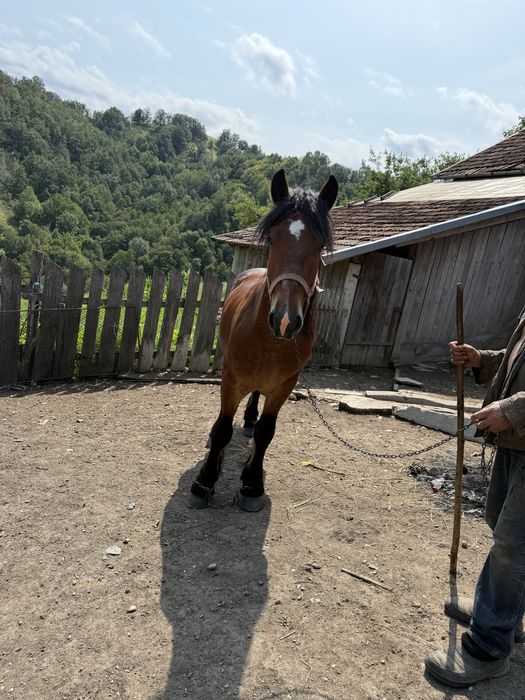 Cal de vanzare 3 ani