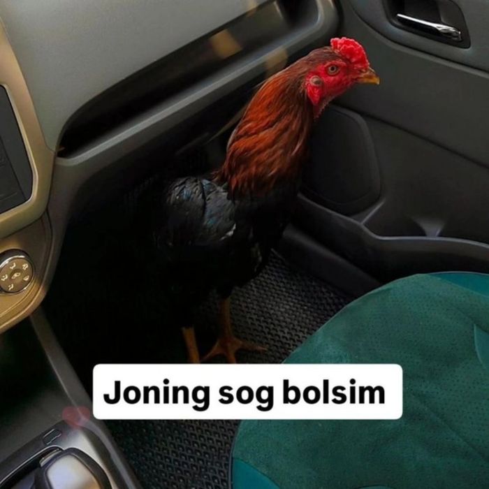 Xoroz ishonarli  febral 20 chi