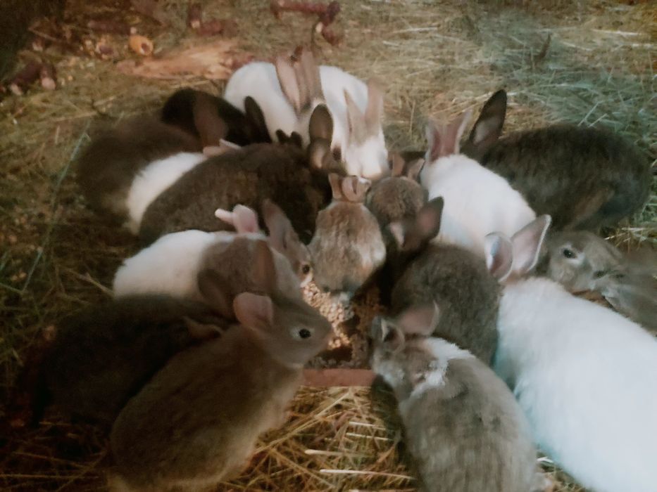 Vând iepuri Hicole .