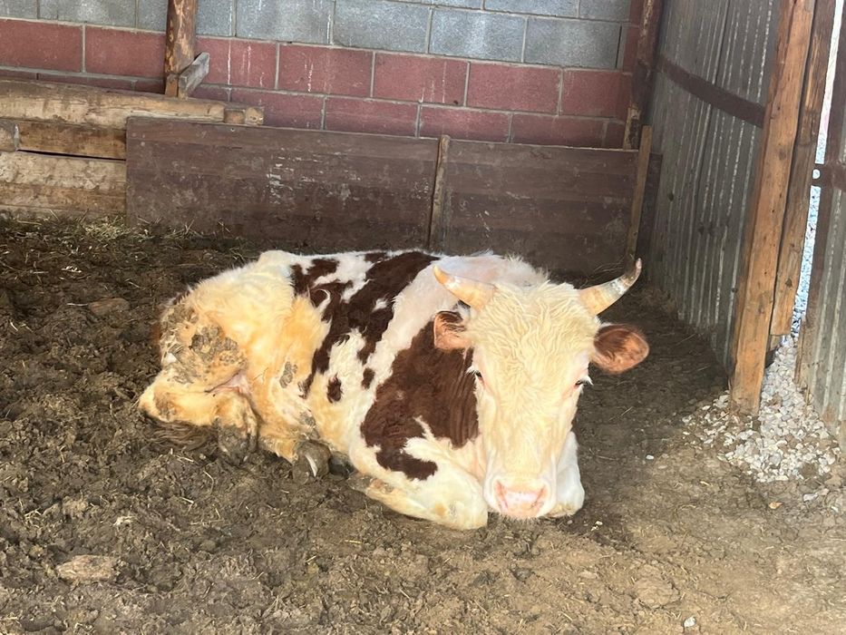 Басбақтар сатылады