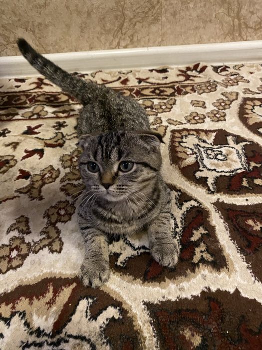 Mushuk sotiladi 2 ta