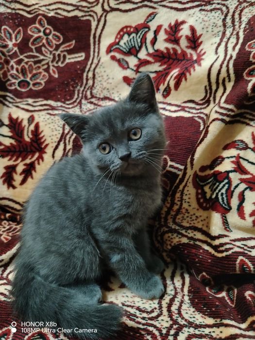 Продам британского котенка