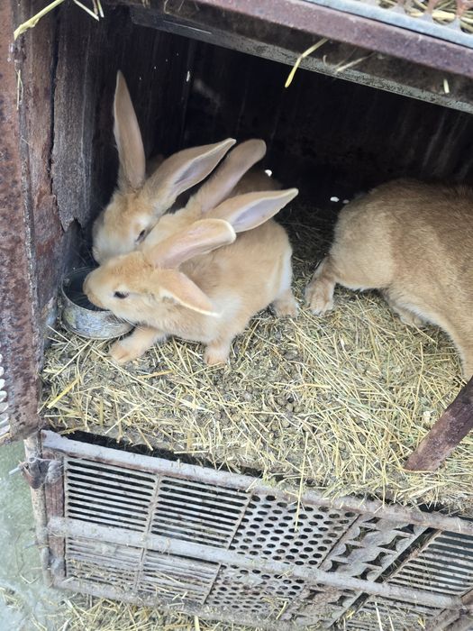 Iepurași uriaș german galben