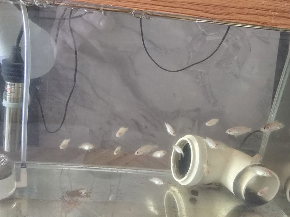 Рыбки аквариумные