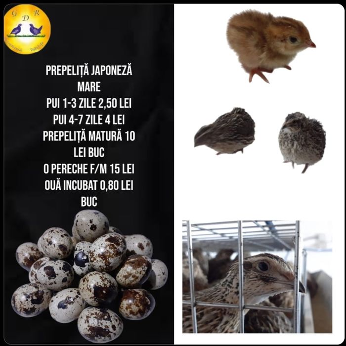 Prepelițe si oua incubat / consum bio