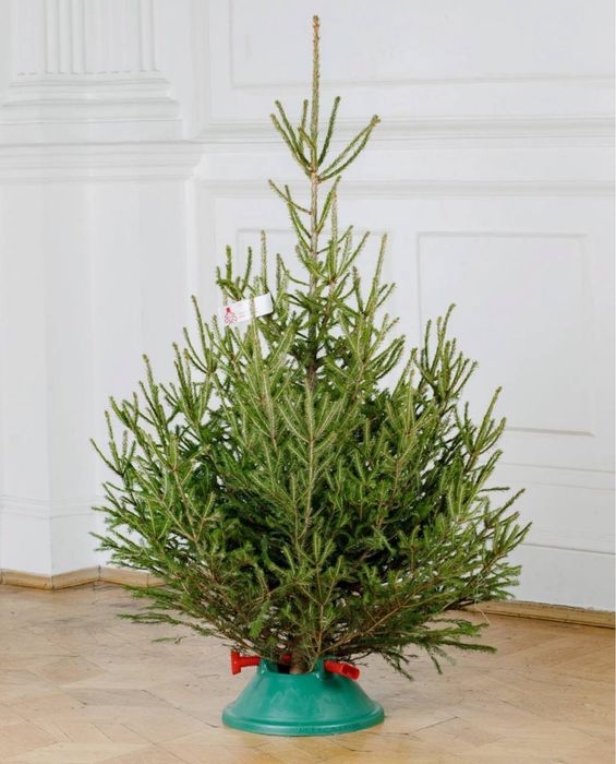 Живые елки,сосны,ели,пихты