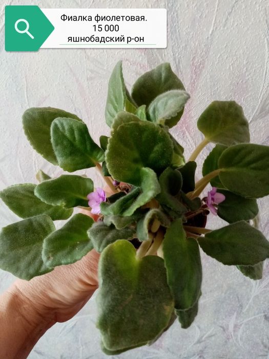 Продаю комнатные цветы