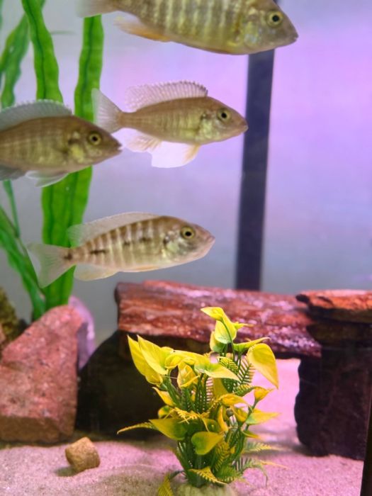 Рабочая пара Отофаринкс самец+самка