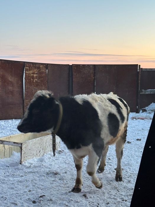 Продам быка два года