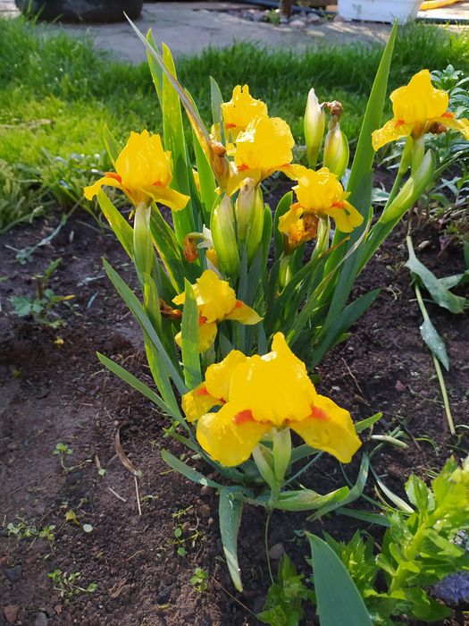 Карликовые ирисы