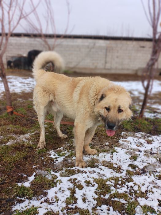 Тобет сатылады  перспективный