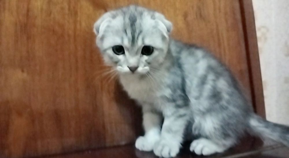 Шотландский вислоухий