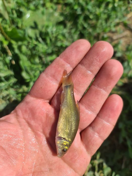 Puiet peste: ,somn,crap,amur,fitofag,novac,sanger,LIN