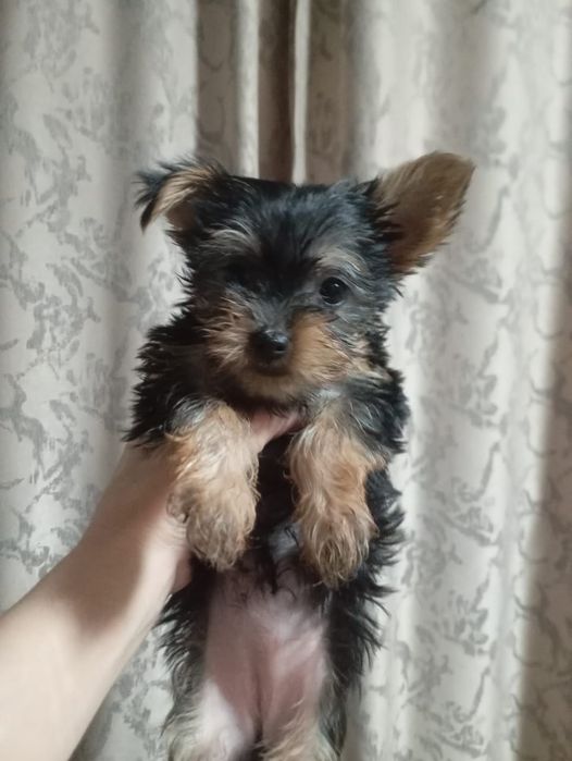 Продаются щенки Йорки