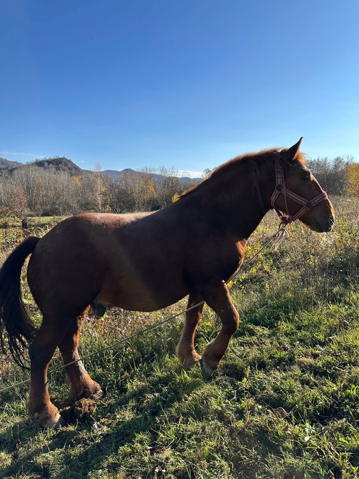 Vând 2 cai și un mânz + echipamente complete