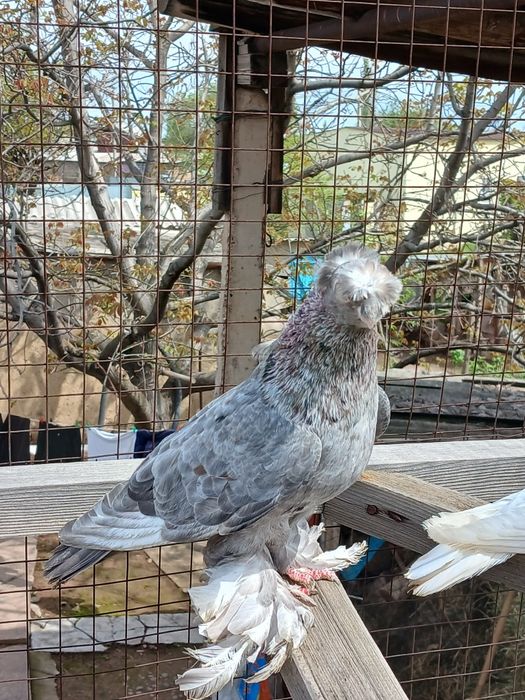 Продам голубей...