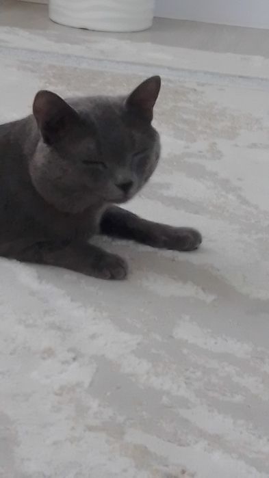 Отдам кота в хорошие руки