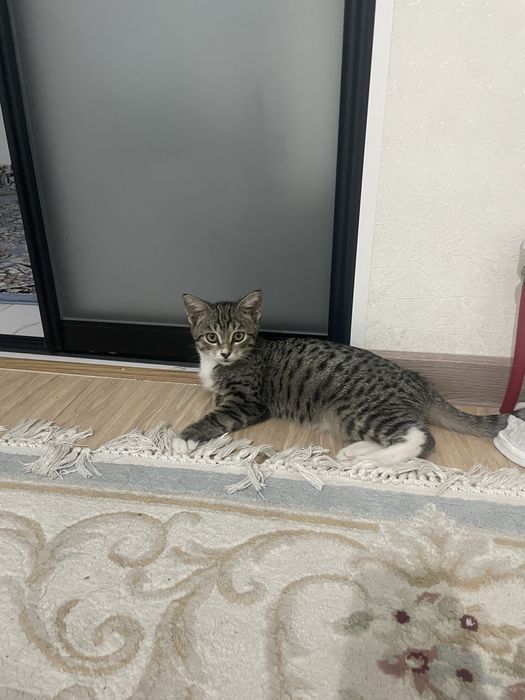 Ласковый и общительный кот