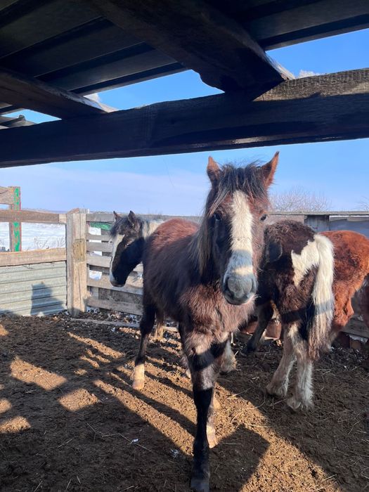 Продам 3 жабағы, село Карлуга