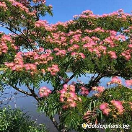 Албиция (Albizia julibrissin) – красиво декоративно дърво
