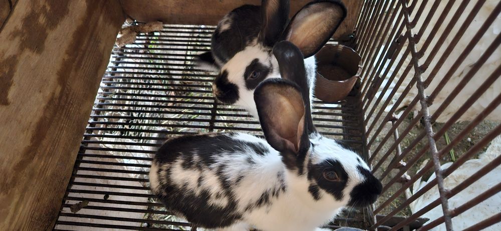 Pui de fluture german