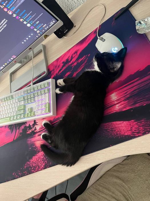 Котенок в добрые руки
