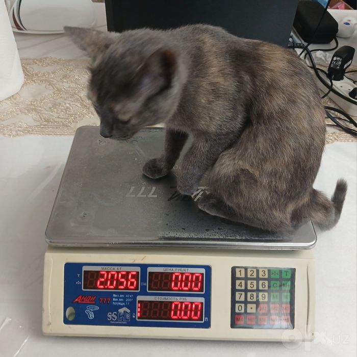 Tarozi 40 kg / Весы 40 кг