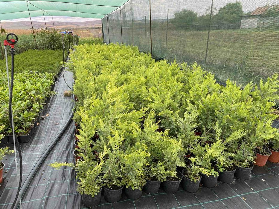Leylandii Gold Rider