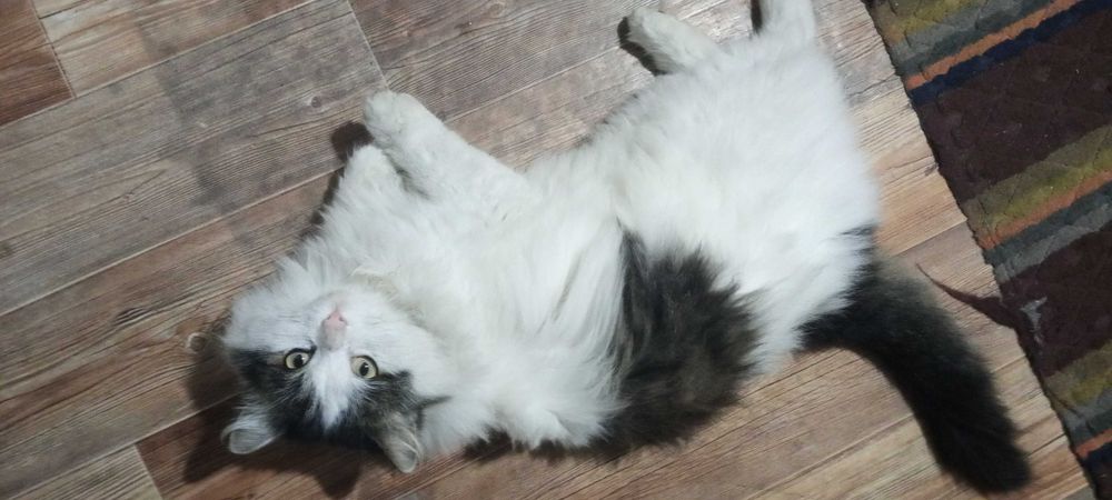 Ласковый кот ищет Дом