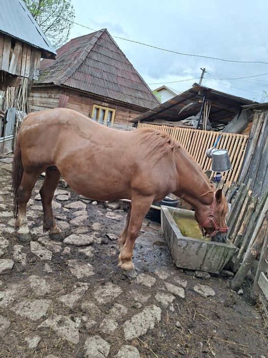 Iapă si mânză de vânzare