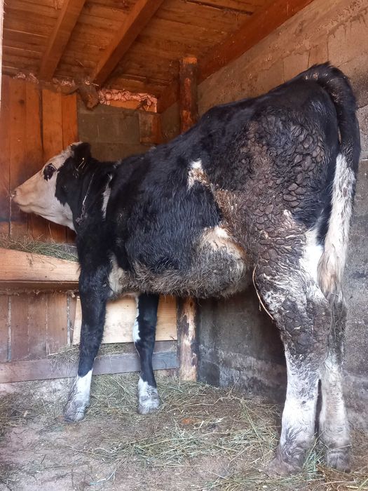 Vhnd junca junca buna de foarte buna mai multe detali la telefon