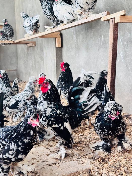 Yapon xo'rozla sotiladi