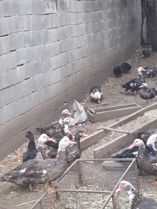 Продам Индоуток домашние