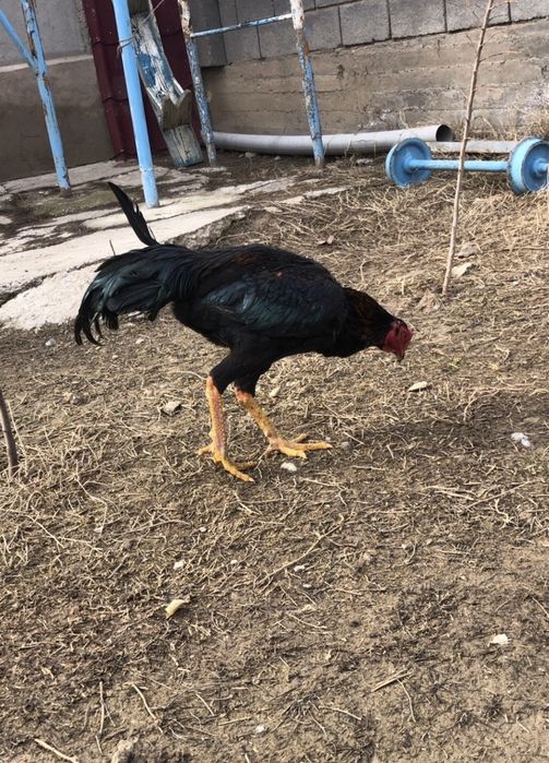 Продается бойцовый