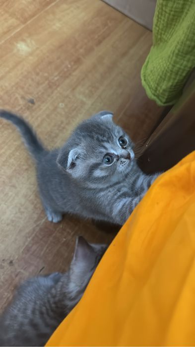 продам котят Шотландская