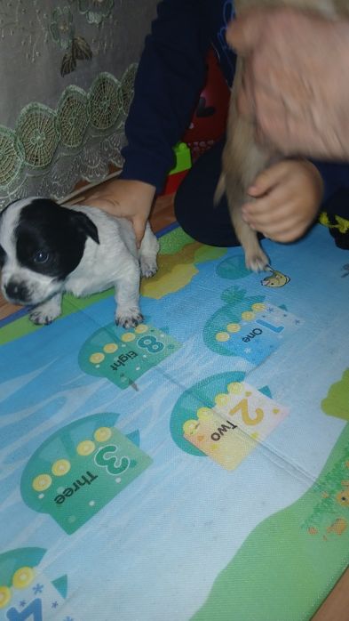 Отдам щенков.     .