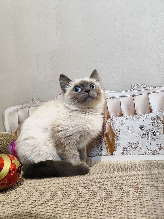 Кошечка девочка ищет дом