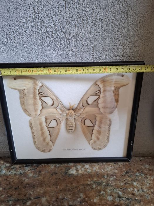 Fluture Attacus Atlas