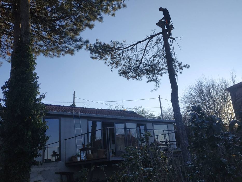 Рязане и подкастряне на стари и опасни дървета