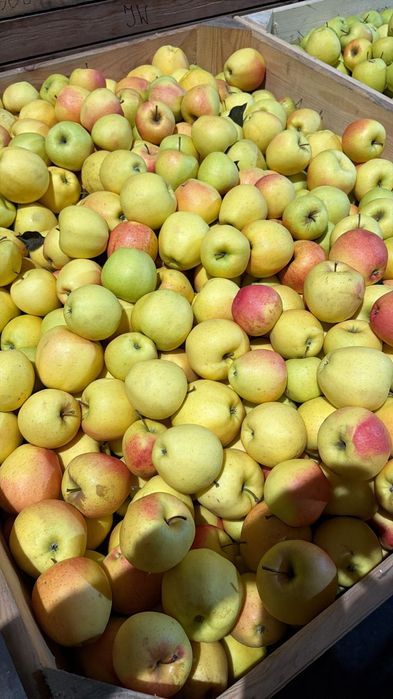 Mere de polonia vindem angro