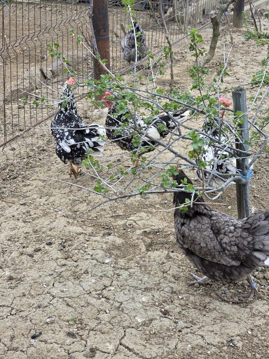 Gaini italiene bobate  4+1