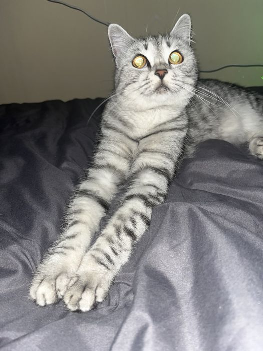 Передержка котов