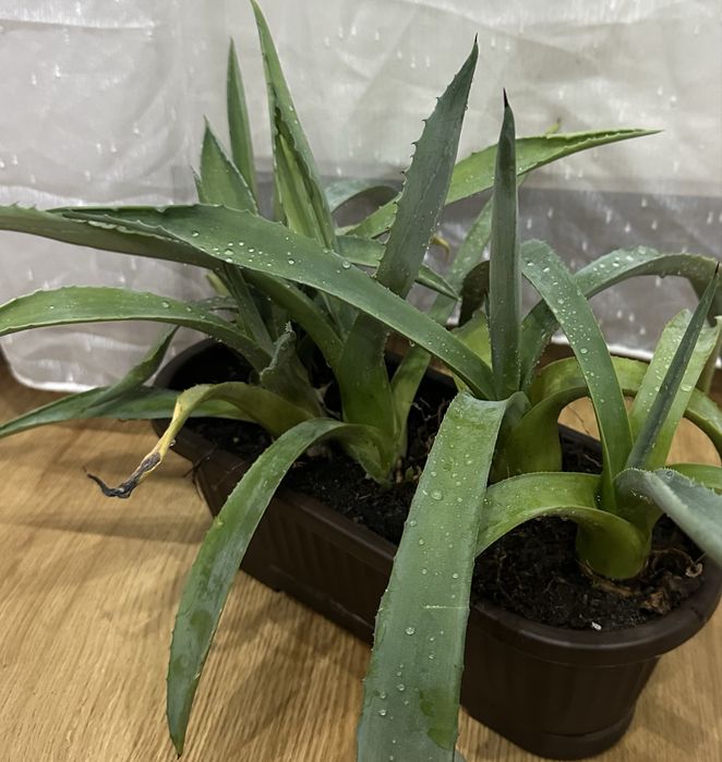 Plante aloe vera 6 bucati