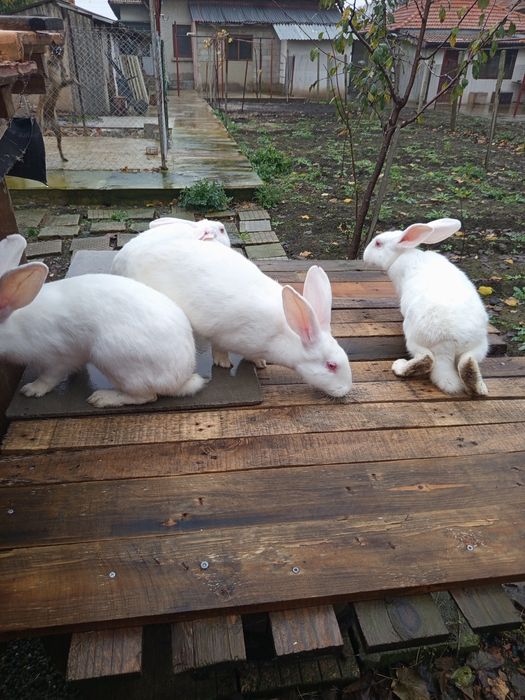 Животни-Зайци!!!