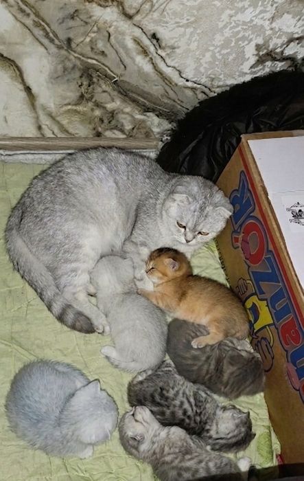 ( Вязка) British Shorthair Chinchilla silver classic Tabby