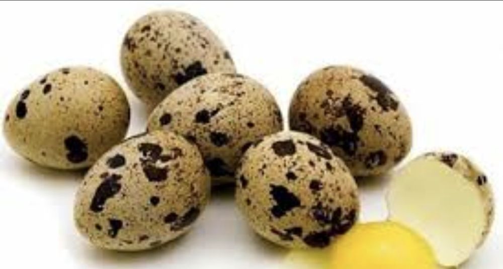 Ouă de prepeliță de vânzare