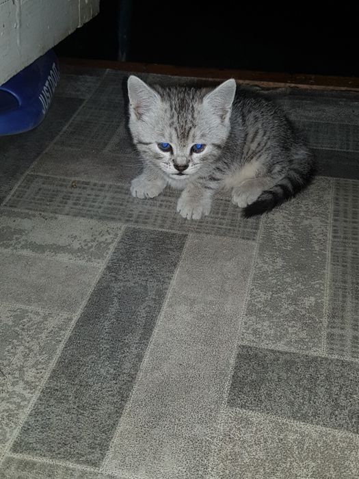 Продам котят самые красивые